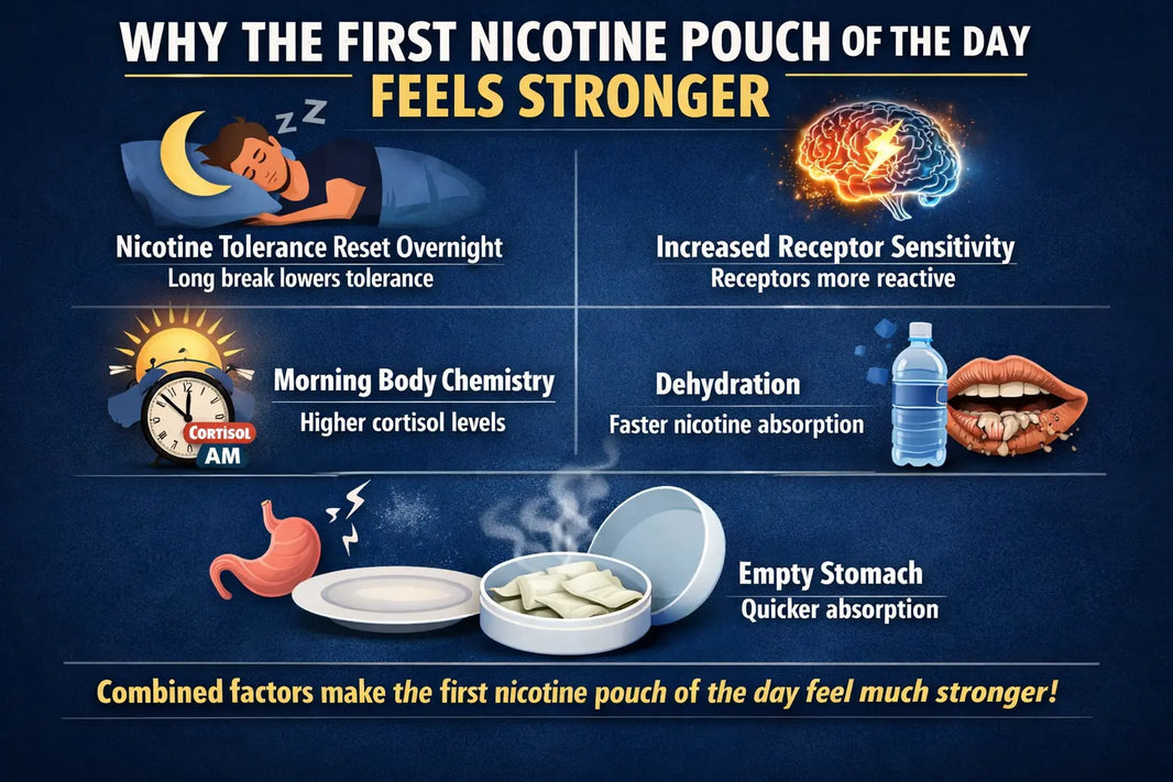 Why the First Nicotine Pouch of the Day Feels Stronger?